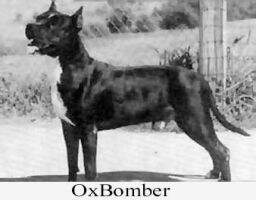 Logues White Rock Ox Bomber