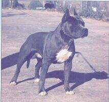 CH Chasqui White Rock Indiana male CH Chasqui White Rock Indiana male