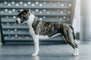 Costa Fascinosa DioTon kennel Costa Fascinosa DioTon kennel