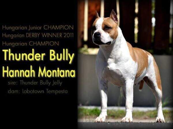 Thunder Bully Hannah Montana