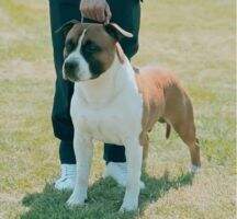 De Paco XZ Tougher Than The Rest