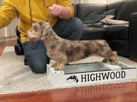 Highwood's Cocoa Bean