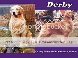 Tangleloft Odds On Pebwin Tangleloft Odds On Pebwin