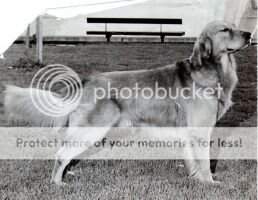Beckwith's Malagold Flash Am./Can Beckwith's Malagold Flash Am./Can
