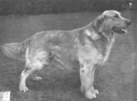 Figaro of Yeo