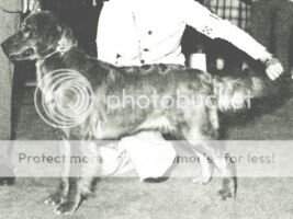 Gilnockie Vixen Of Goldenloe Gilnockie Vixen Of Goldenloe
