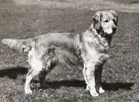 Camrose Tallyrand of Anbria