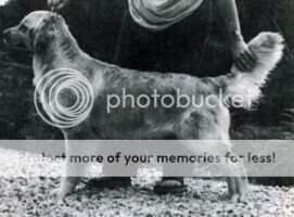 Beaumaris Pekay's Remember Me