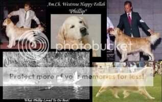 Westrose Happy Fellah Westrose Happy Fellah