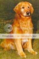 High Farms Jantze Of Curacao High Farms Jantze Of Curacao