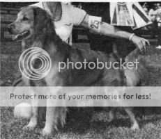 Golden Pine's Gradene's JD Golden Pine's Gradene's JD