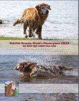 Breezie Micah's Masterpiece UDX4 GO MXC2 MJC2 CCA