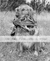 Feather Fetch Tucker Feather Fetch Tucker
