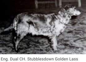 Eng. Dual CH. Stubblesdown Golden Lass Eng. Dual CH. Stubblesdown Golden Lass