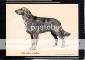 Des Lacs Laddie of Rip's Pride Des Lacs Laddie of Rip's Pride