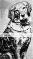 Anningsley Beatrice Anningsley Beatrice