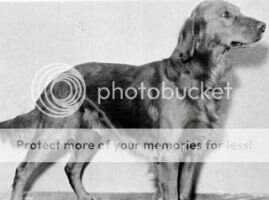 Dual CH. Stilrovin Rip's Pride Dual CH. Stilrovin Rip's Pride