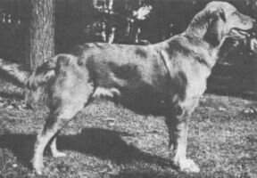 Des Lacs Lassie Des Lacs Lassie