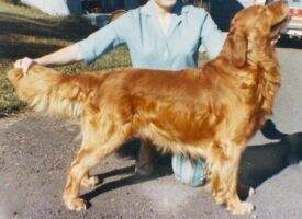 Beckwith's Golden Blaze