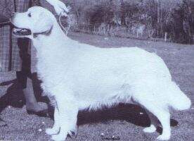 Bethrob Bracken