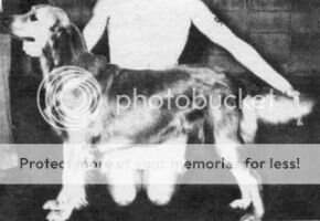 Duckdown Tuffy of Buckskin