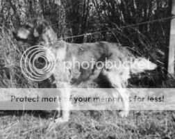 Deerflite Headline Deerflite Headline