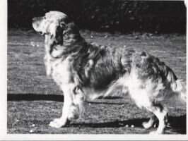 Irish CH. Mandingo Beau Geste Of Yeo Irish CH. Mandingo Beau Geste Of Yeo