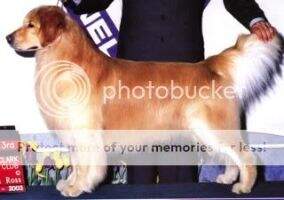 Am-Can Ch. Watermark's Big Hit Am-Can Ch. Watermark's Big Hit
