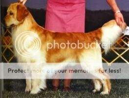 Sunnybrae Beau Geste Pollux Sunnybrae Beau Geste Pollux