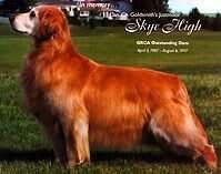 Goldsmith's Justmoor Skye High Am-Can Goldsmith's Justmoor Skye High Am-Can