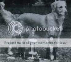 Apollo's Golden Charmer CanCDX Apollo's Golden Charmer CanCDX