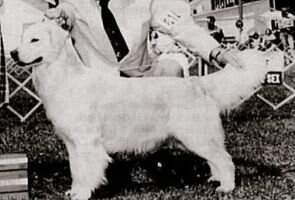 Klondike's Chato De Shamrock