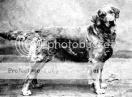 Torrdale Betty