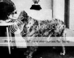 Beauchasse Gaiety Beauchasse Gaiety