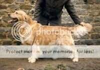 Rossbourne Trooper Rossbourne Trooper