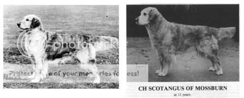 Scotangus Of Mossburn Scotangus Of Mossburn