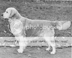 Eng. SH. CH./Nor. CH. Glenavis Barman Eng. SH. CH./Nor. CH. Glenavis Barman