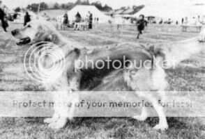 Stolford Jasmine Stolford Jasmine