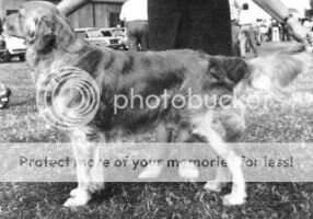 Eng. SH. CH./N.Z. CH. Happy Chance Of Stolford