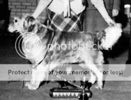 Stolford Likely Lad Stolford Likely Lad