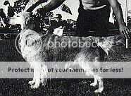 Aust. CH Wildheart Wenan Aust.