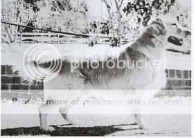 Aust. CH. Glennessa Seahawk Of Stenbury Aust. CH. Glennessa Seahawk Of Stenbury
