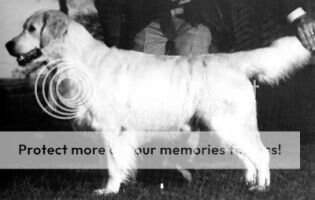 Brensham Endymion Of Golmas Brensham Endymion Of Golmas