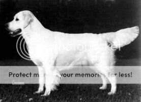 Lovehayne Beteazle