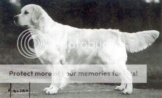 Papeta Philosopher Crufts 1994 Winner Papeta Philosopher Crufts 1994 Winner