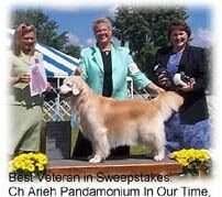 Arieh Pandamonium In Our Time Arieh Pandamonium In Our Time