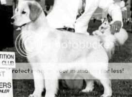 & JKC CH Aspenglo Vanity Fair & JKC CH Aspenglo Vanity Fair