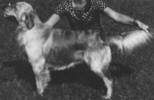 Aust Ch Deremar Duke Aust Ch Deremar Duke