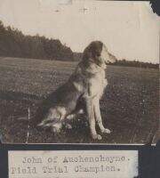 Eng. FT. CH. John Of Auchencheyne Eng. FT. CH. John Of Auchencheyne