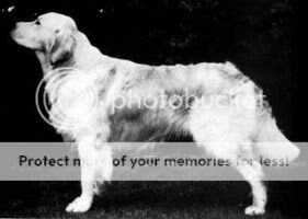 Bel. & VDH. CH. Styal Sungleam